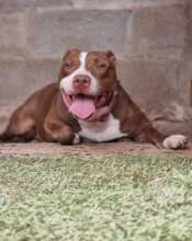 Lucifer Before Becoming Sick