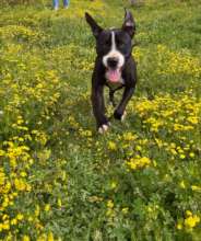 Renamed Max he now has 2 adoption applications