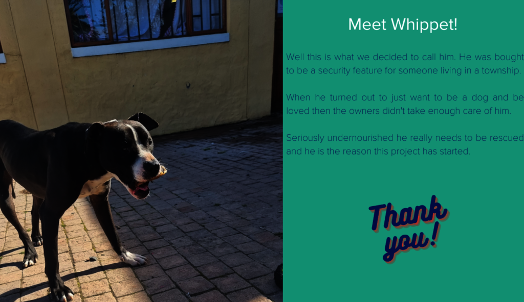 Rescue, Rehab and Re-home Street Dogs in Africa