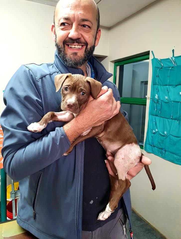 Rescue, Rehab and Re-home Street Dogs in Africa