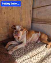 Wagnar was rescued after neglected and tied up