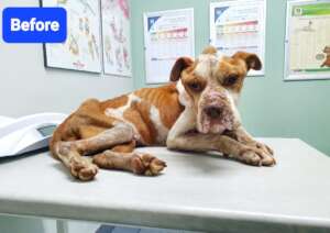 Wagnar when we rescued him