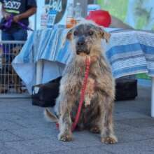 Looking for his new owner and home