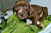 Rescue, Rehab and Re-home Street Dogs in Africa