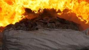 Incineration of seized illegal wildlife products