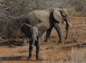 Elephants, Kruger National Park, 2013 (Doan Hoang)
