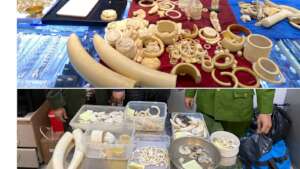 Ivory and canines confiscated, Dec 2022