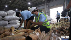Elephant ivory seized in Da Nang (Tuoi Tre)