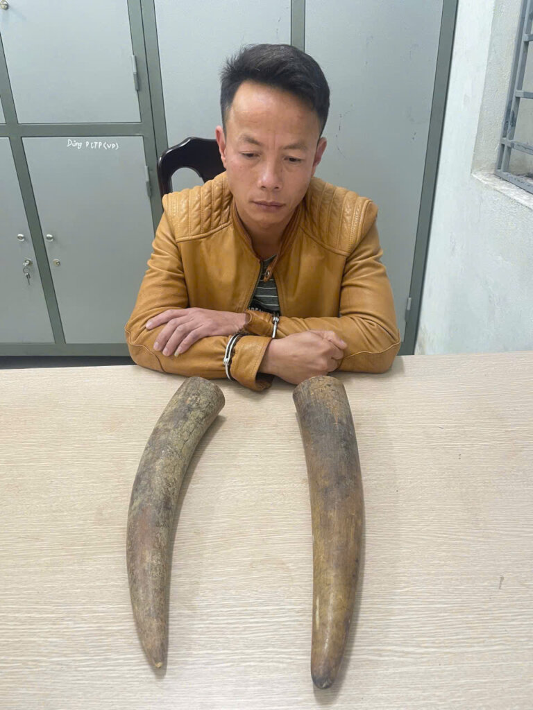 Subject caught with elephant tusks he was selling