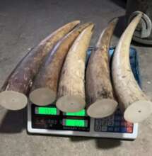 Confiscated elephant tusks advertised on Facebook