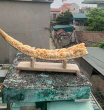 Carved ivory seized