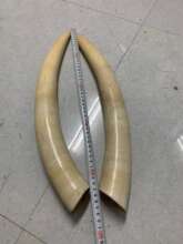 Elephant tusks seized by the Hanoi Police