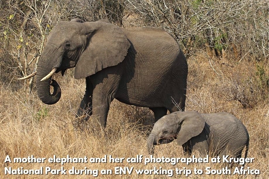 End the Killing of Elephants for VN Ivory Trade