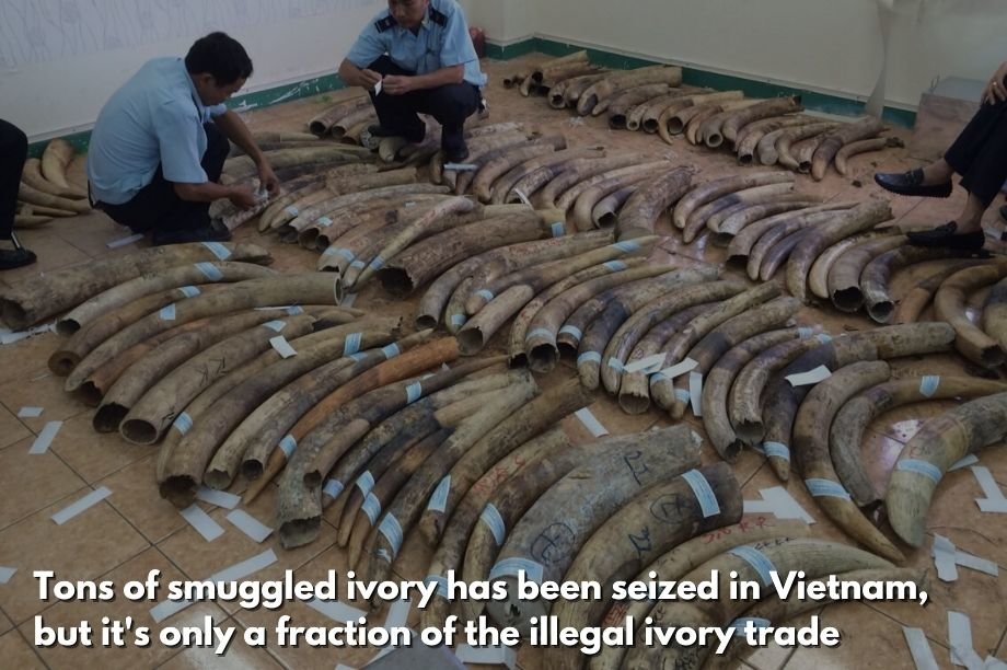End the Killing of Elephants for VN Ivory Trade