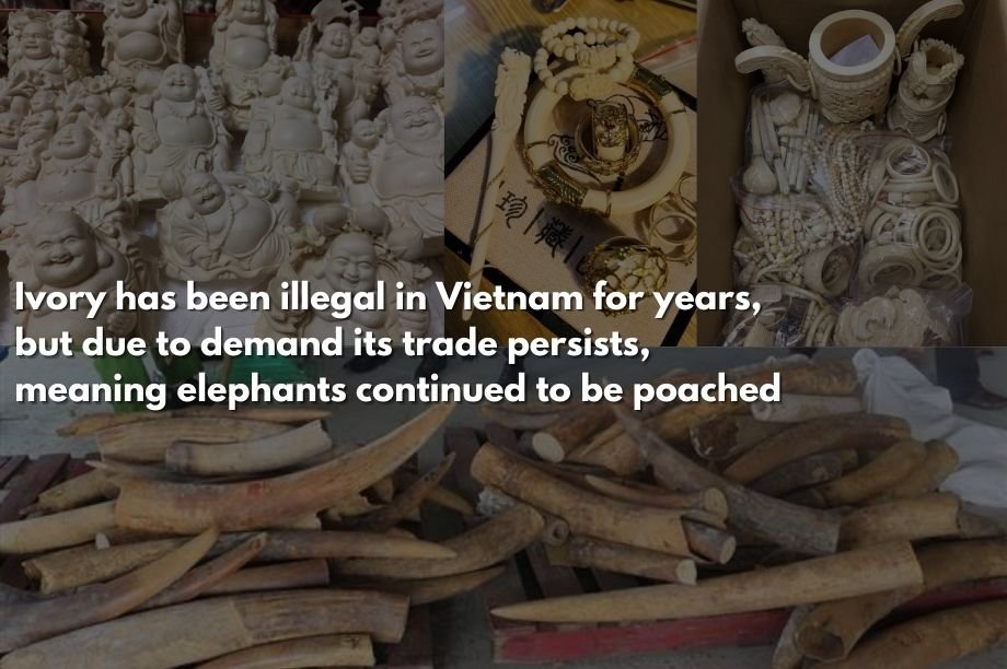 End the Killing of Elephants for VN Ivory Trade