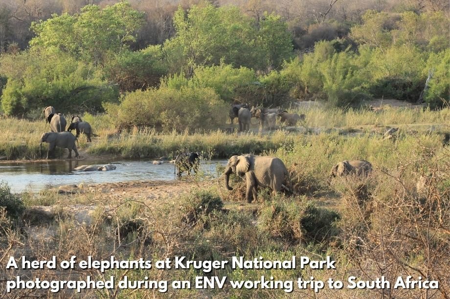 End the Killing of Elephants for VN Ivory Trade