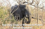 End the Killing of Elephants for VN Ivory Trade