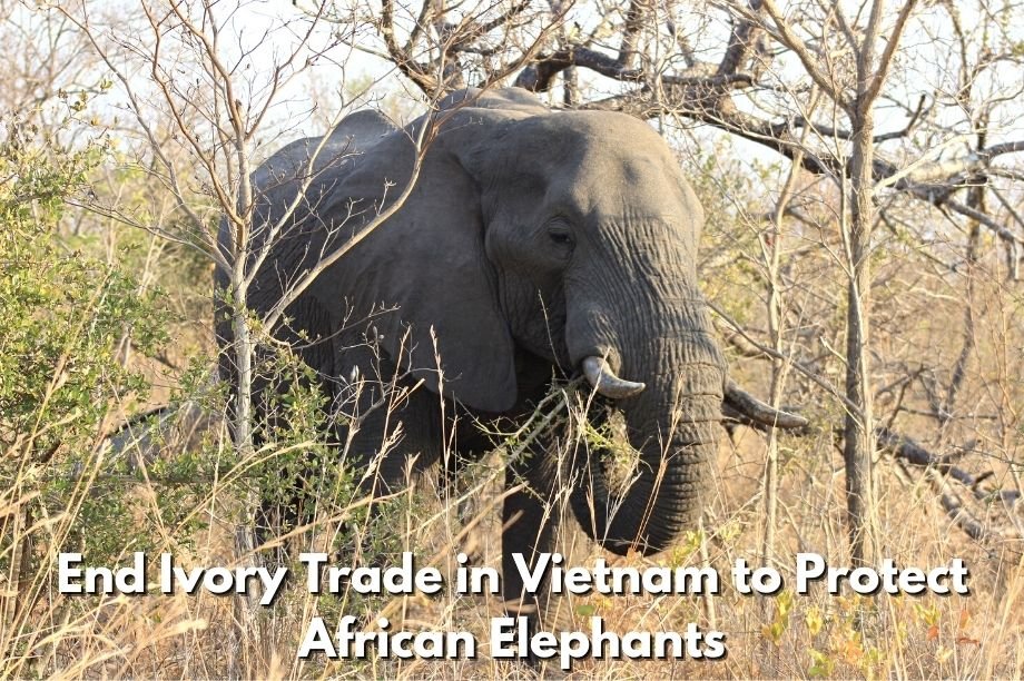 End the Killing of Elephants for VN Ivory Trade