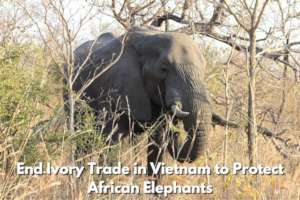 End the Killing of Elephants for VN Ivory Trade
