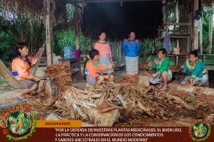 Traditional preparation of Ayahuasca