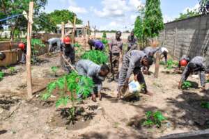 Fruit trees farming lesson for trainees