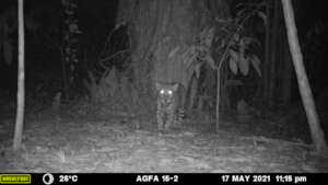 Jaguar captured by camera trap on a farm.