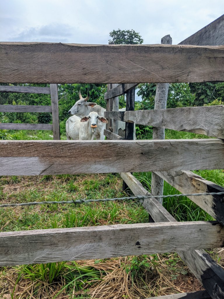 Cattle in a corral