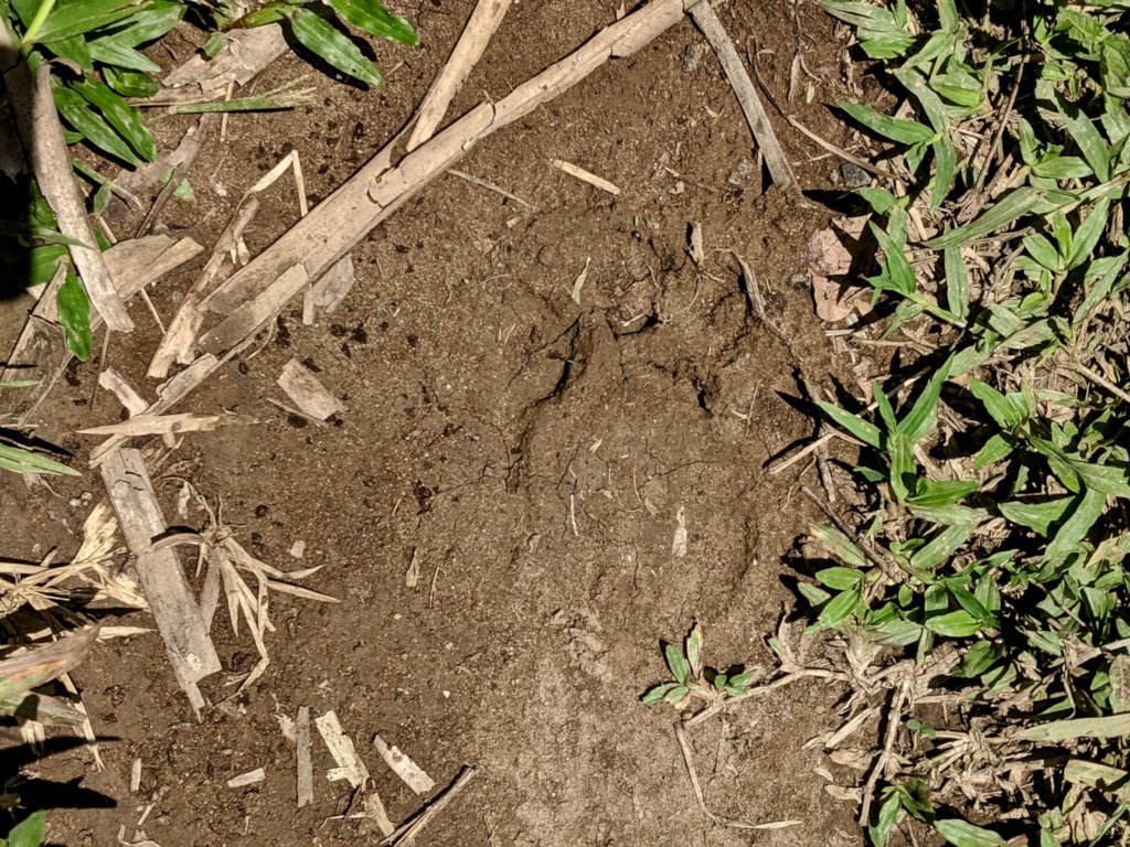 Living with Jaguars: Protect Belize's Largest Cat