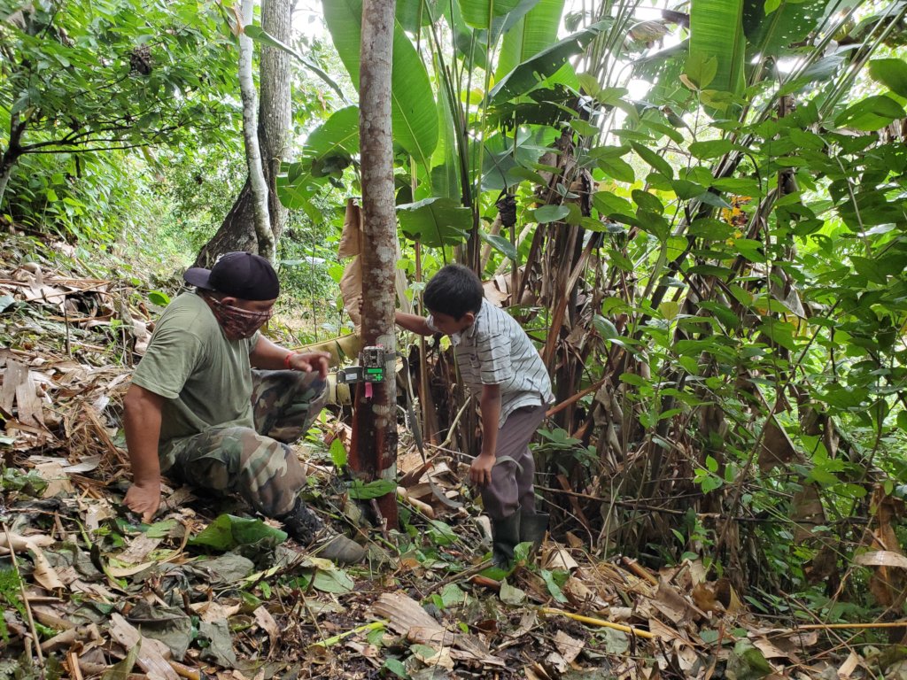 Living with Jaguars: Protect Belize's Largest Cat