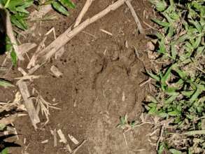 Evidence of jaguar presence on an MGL cattle farm
