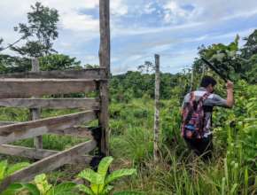 Checking camera traps on a MGL cattle farm