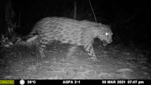Jaguar captured via MGL farm camera trap in 2021