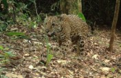 Living with Jaguars: Protect Belize's Largest Cat
