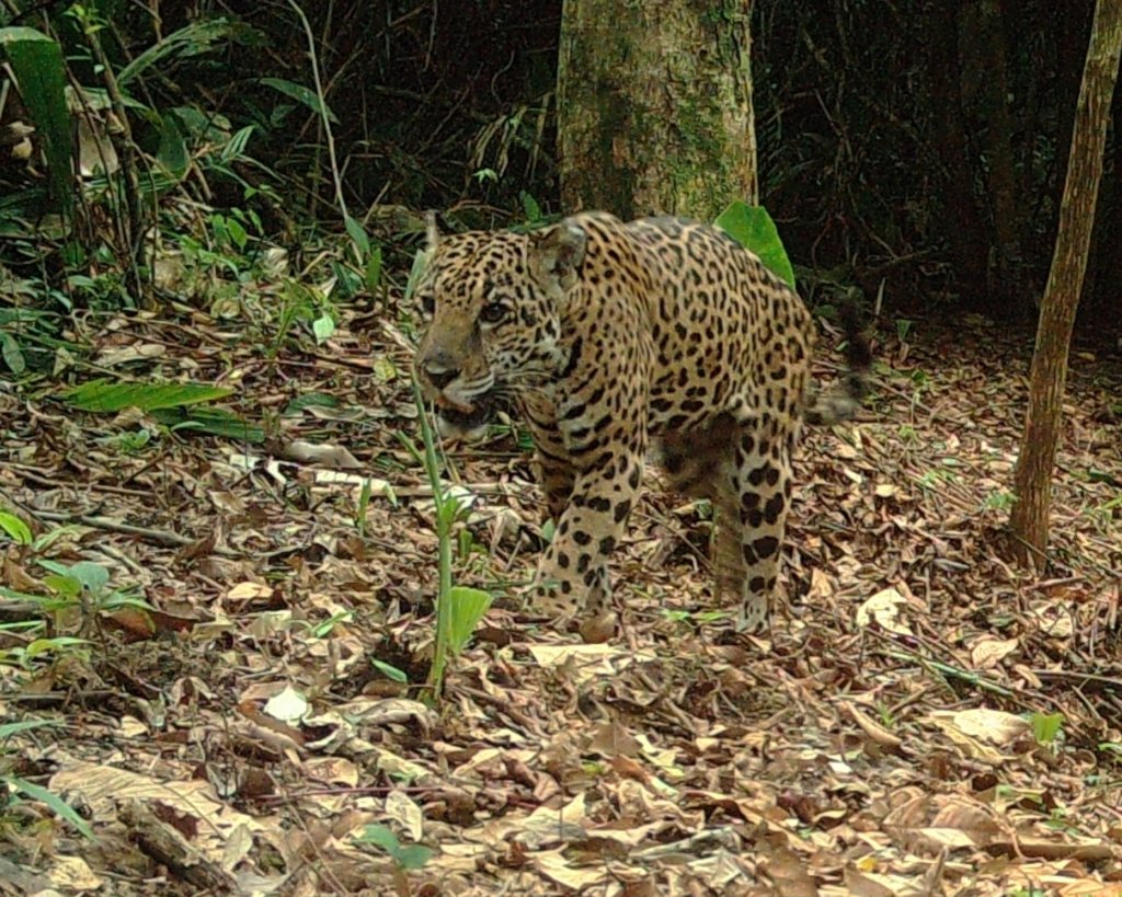 Living with Jaguars: Protect Belize's Largest Cat