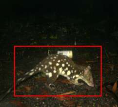 Quoll identified by AI