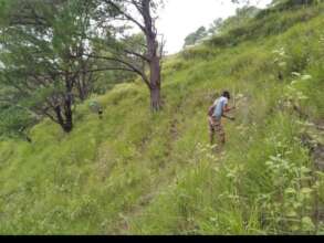 monitoring seedling survivors