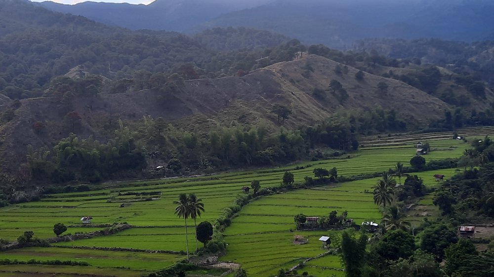 Join  IP Children & Elders Replant 1000 Trees