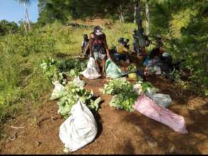 women planting yam and feestocks