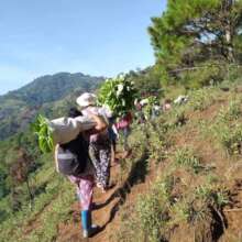 women trekking to planting site