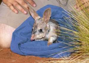 Bilby cr. Brad Leue