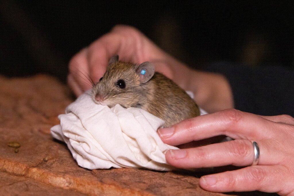 Central Rock Rat | Brad Leue/AWC