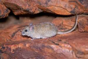 Central Rock Rat | Brad Leue/AWC