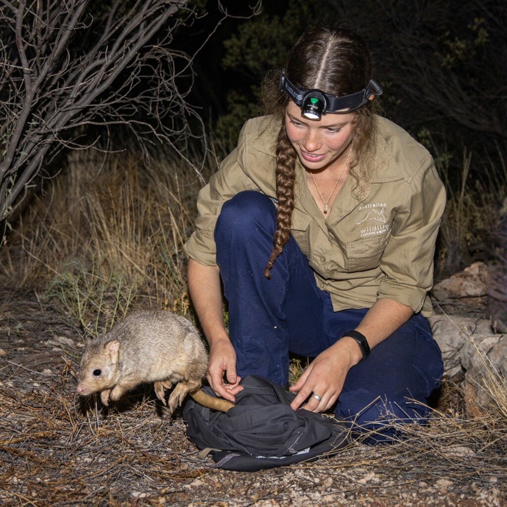 Releasing burrowing bettong at Newhaven