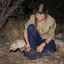 Releasing burrowing bettong at Newhaven