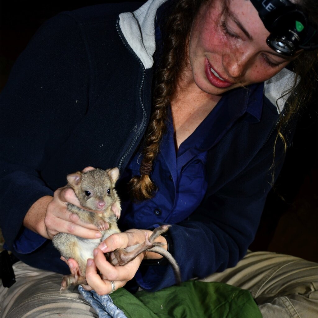 Examining a Burrowing Bettong at 3 month check