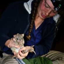 Examining a Burrowing Bettong at 3 month check