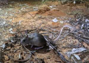 Daniel Burton/AWC - Mitchell's Hopping-mouse