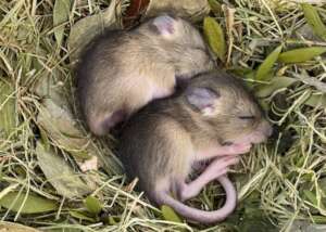 Zoos SA - captive breeding program