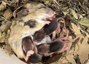 Zoos SA - captive breeding program
