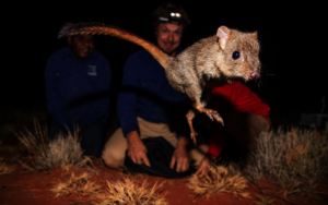 Rewilding Australia